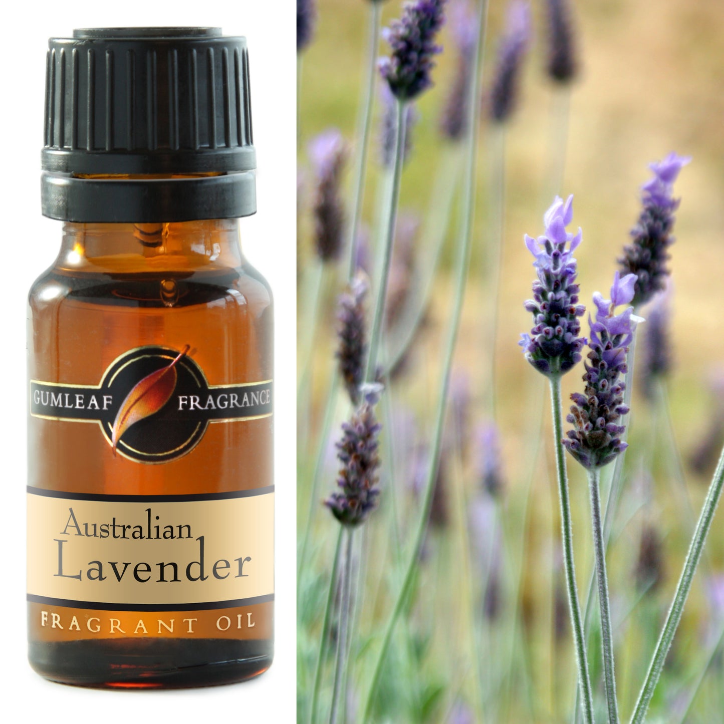 Gumleaf - Lavender