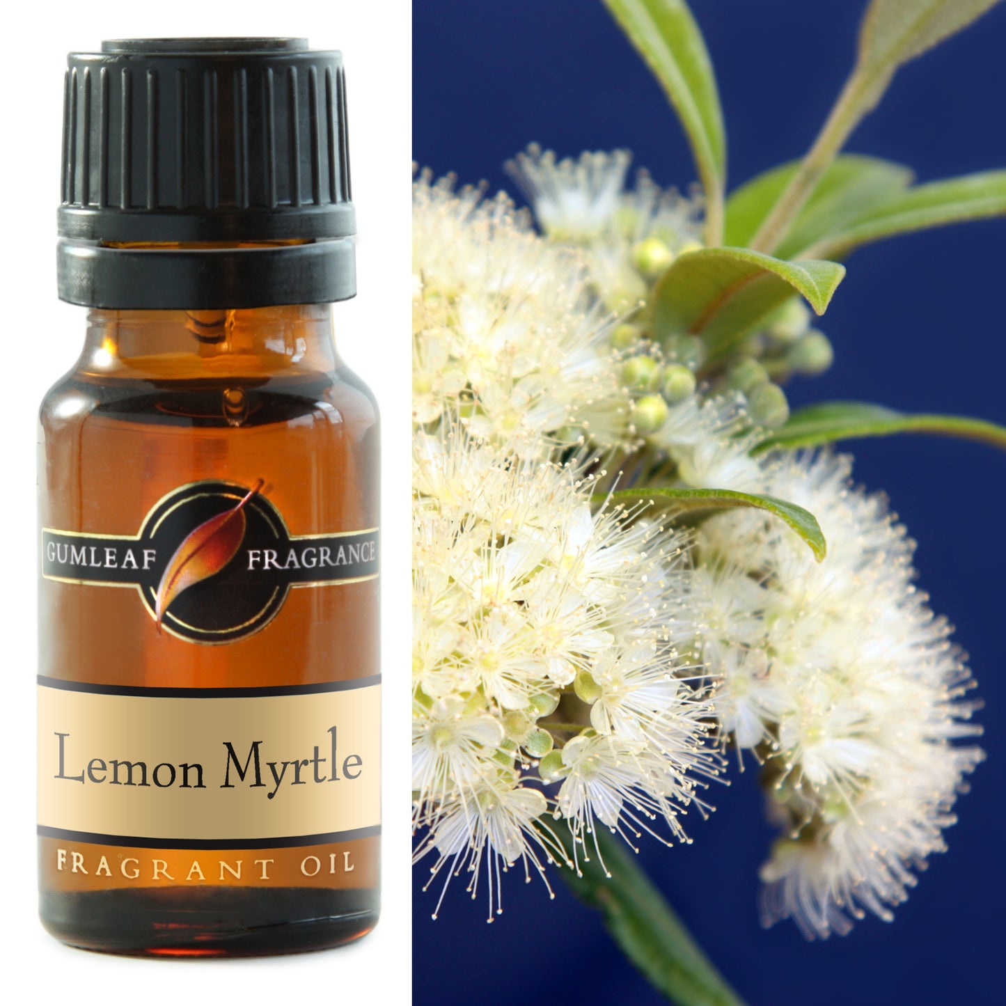 Gumleaf - Lemon Myrtle